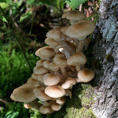 Physalacriaceae Corner Colombian Fungi Made Accessible