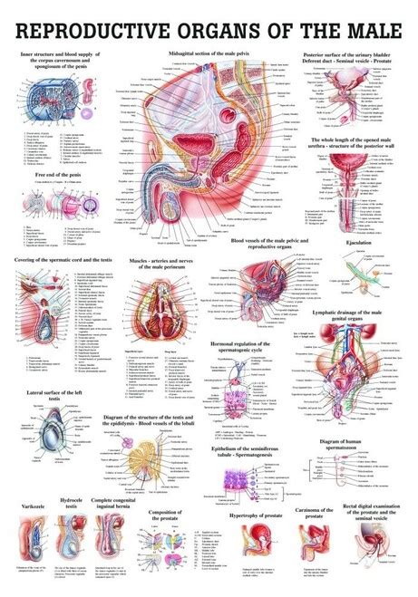 Human body, the physical substance of the human organism. Human Male Reproductive Organs Poster - Clinical Charts ...