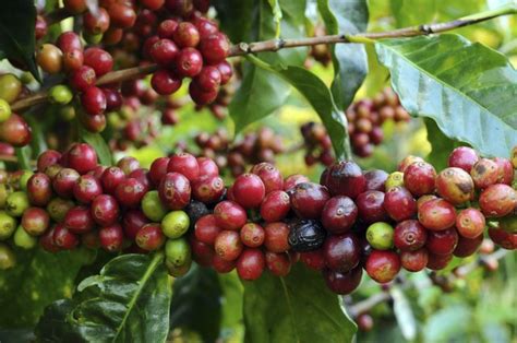 How To Care For A Coffee Plant Hunker