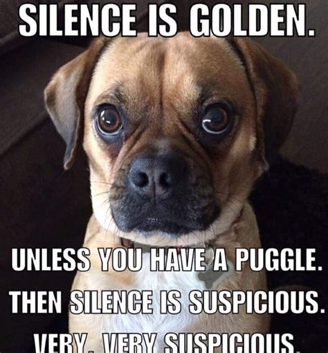 Pin By Porsche Mcginnis On Puggles Puggle Animals Silence Is Golden