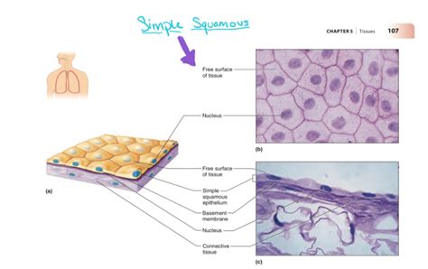 Draw A Labelled Diagram Of Squamous Epithelial Tissue Vrogue Co