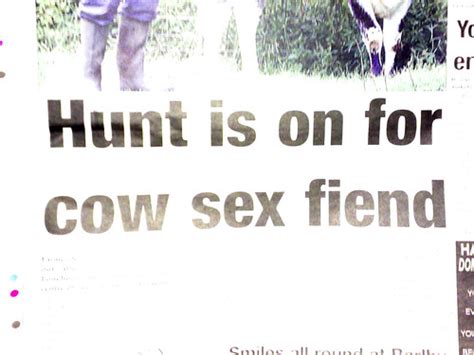 Cow Sex Fiend Hunt Sm Funny Headline Thehuxcapacitor Flickr