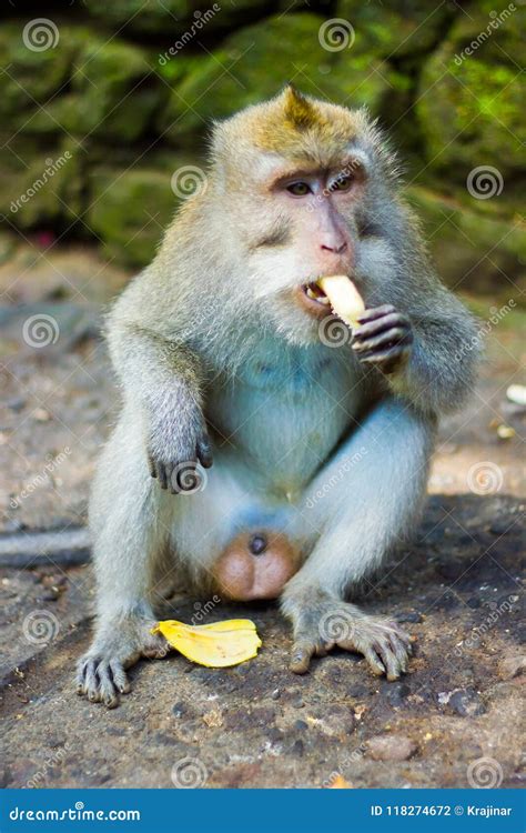Macaque Monkey Eating A Banana In Monkey Forest Ubud Bali Ind Stock
