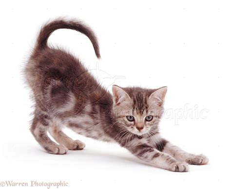 Tabby Kitten Stretching Photo Wp07444