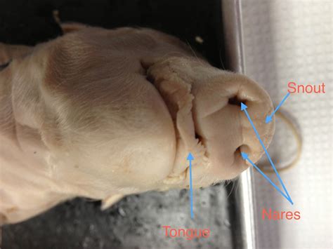 Fetal Pig Dissection The Originals