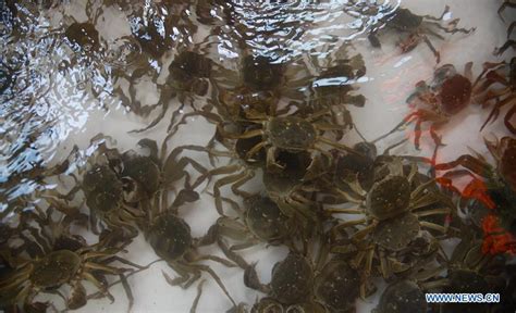In Pics Hairy Crab Cultivation Area On Yangcheng Lake E China S Jiangsu Xinhua English News Cn