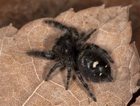 Ohios Biting Spiders Spidersrule