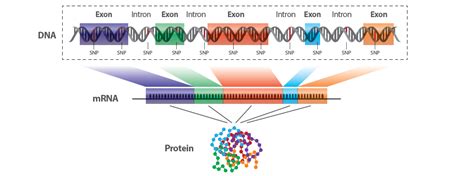 Whole Exome Sequencing Caris Life Sciences