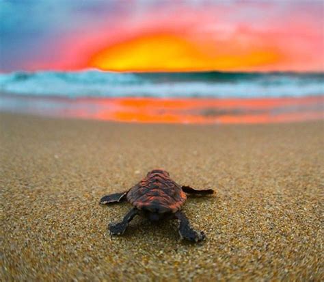 Pin By Denise Heather On Beach Sea Water Cute Turtles Baby Sea