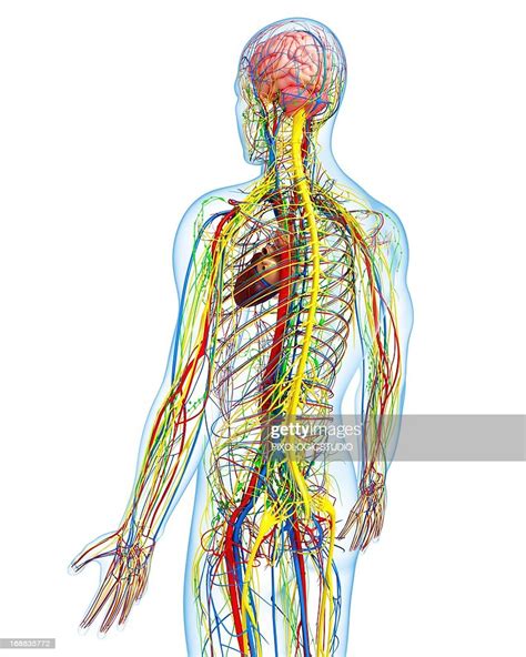 Human Anatomy Artwork High Res Vector Graphic Getty Images