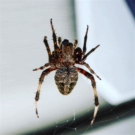 Arachnid Backyardphotography Arachnidsofinstagram Arac Flickr