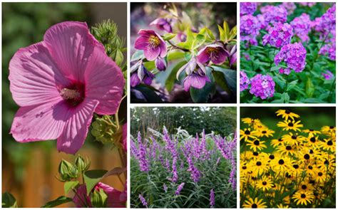 Top 23 Best Plants To Grow In South Texas