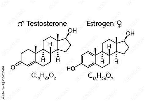 Humain Sex Hormones Molecular Formula Estrogen And Testosterone Symbole Chemical And Skeletal