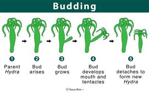 Budding In Plants Asexual Reproduction
