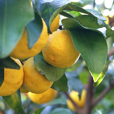 Yuzu Lemon Tree Lemoncitrustree Since 2004