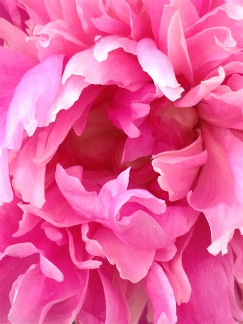 Pin By Sweet T Photography Portland On Flower Power Pink Peonies