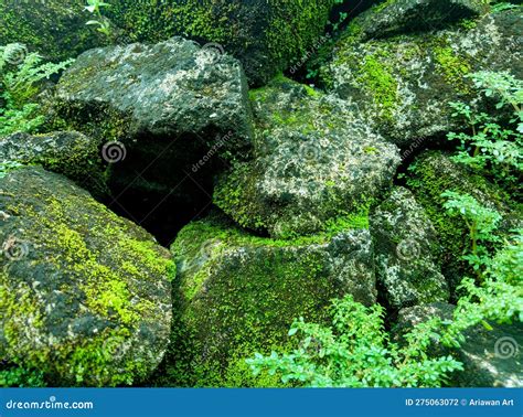 Beautiful Bright Green Moss Grows Covering The Rough Rocks And On The