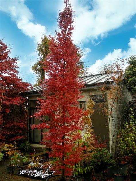Best Columnar Trees For Small Gardens Newspaper Gallery