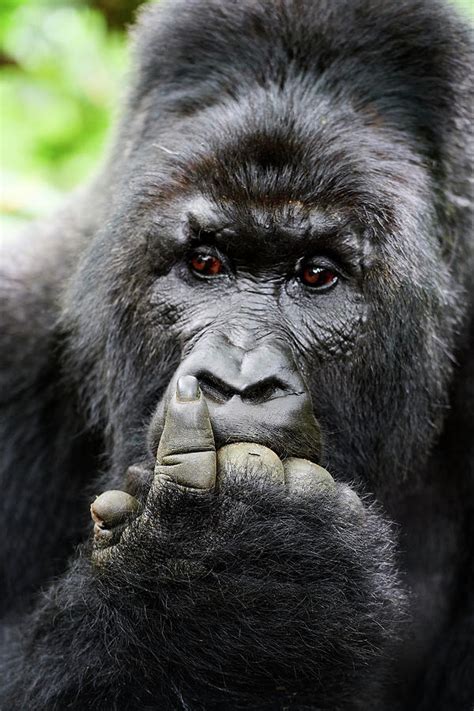 Mountain Gorilla Silverback Male Virunga National Park Photograph By