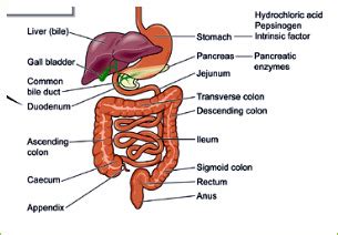 All internal organs are situated in the chest and abdomen. Causes of Abdominal and Back Pain, Diagnosis & Treatment ...