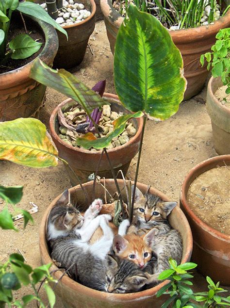 148 Cat Plants You Probably Shouldnt Water