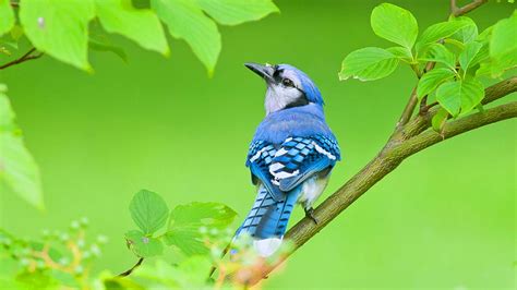 blue jay bird is sitting on green leaves tree branch in green background hd birds wallpapers