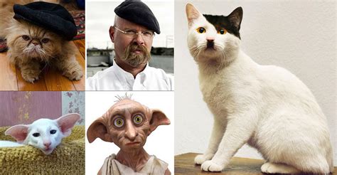 10 Incredible Cats That Look Like Famous People