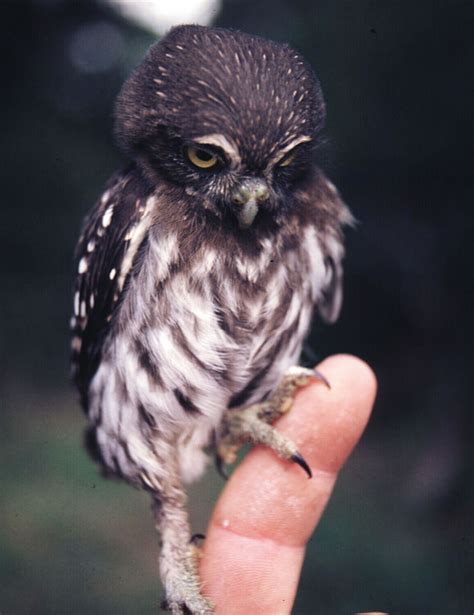 10 Cutest Baby Animals Ever You Want To Put In Your Hand