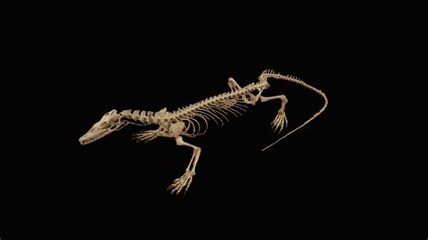 Lizard Skeleton 3d Model By Youbies Collection Dhutchinson22