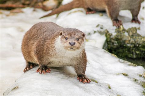 Shocked Otter By Mavrakis Portraits On Deviantart