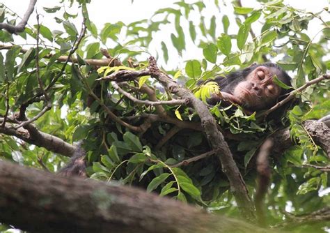 Chimpanzee Nests Are Cleaner Than Human Beds Scientists Say