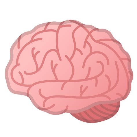 Brain Png Transparent Image Download Size 1024x1024px