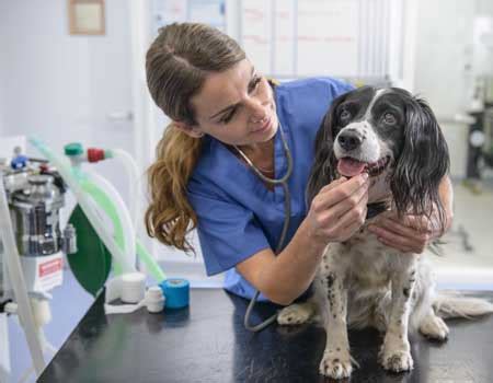 If you have medical records from your vet showing that your pet's condition has been cured for at least six months, you may be able to get it covered. Pet insurance for pre-existing conditions | Compare the Market