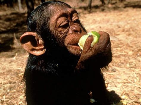Amazing African Animals: Endangered African Chimps With Little Babbies