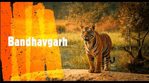 Bandhavgarh National Park Part 1 Complete Information Best
