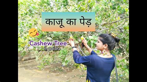 Calories, carbs, fat, protein, fiber, cholesterol, and more for cashew nuts (nuts, raw). Cashew Tree in India|Cashew Nut Fruits Cutting - YouTube