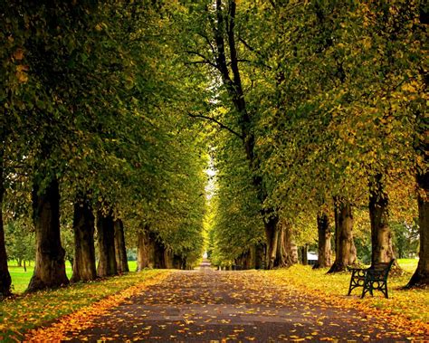 Autumn Trees Hdr Park Leaves Walk Road Colors Wallpaper 1600x1280