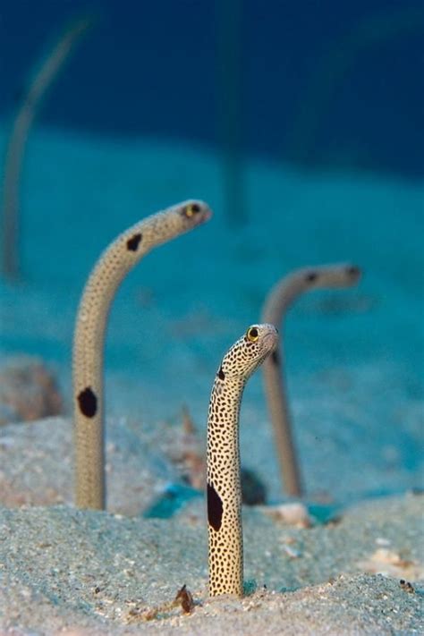 There are some 40,000 species of flowering plants animals related to australian fauna include birds such as cockatoos , bowerbirds , and birds of paradise , as well as marsupials such as. BLOG DO DIMITRI: O MUNDO DE YEMANJÁ E NETUNO
