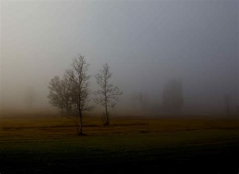 Hd Wallpaper Bare Trees Covered With Fog Photography Of Bale Tree