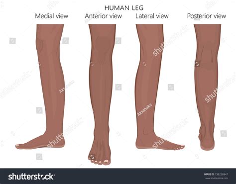 Different Views Sides Human Leg Posterior เวกเตอร์สต็อก ปลอดค่า