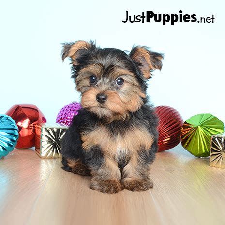We aren't just looking to sell puppies, we are looking to pair puppies with the right humans to make for a lifelong companionship! Puppies for Sale - Orlando FL - Available Puppies