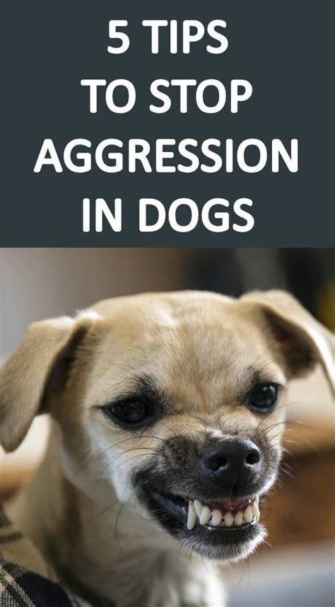 How To Stop Your Dog From Being Aggressive Aggressive Dog Dogs Dog