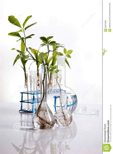 Science Experiment With Plant Laboratory Stock Photo Image Of