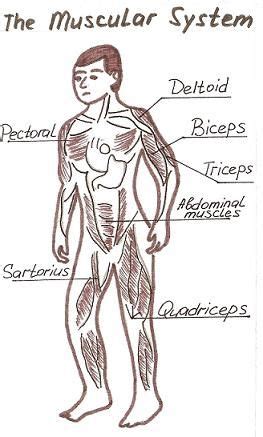 Feel free to use these drawings of arm musclesin your artwork. Muscular System | Muscular system, Muscular system project ...