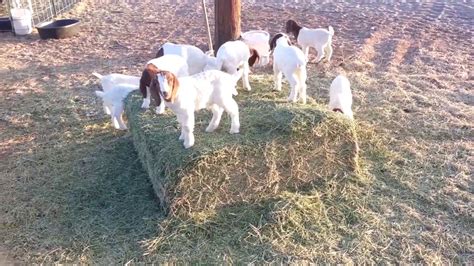 Baby Goats Playing And Jumping Youtube
