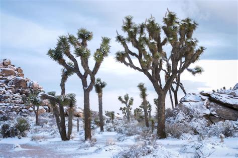 Snow In Joshua Tree National Park Lawrence Pallant Photography