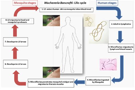 Lymphatic Filariasis Life Cycle Sexiz Pix