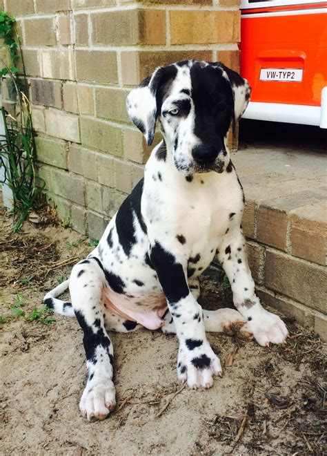 A mikey and ellie the great danes video will make you smile. Harlequin Great Dane puppy. Wolf Bay Great Danes ...