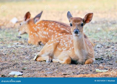 Baby Sika Deer Stock Photo Image Of Mammal Landscape 30216934