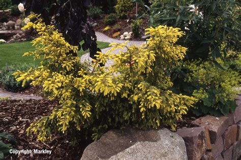 Erlaubnis nach § 34d gewo, register nr. Eibe 'Adpressa Aurea' - Garten Punzmann GmbH Menzlhof